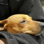 La Bicicleta Pizzas Empanadas Bebida