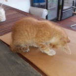 El Gordo Y El Flaco Carta