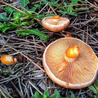 El Nido Bistro drink