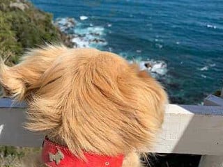 Raíces De Pichimallay