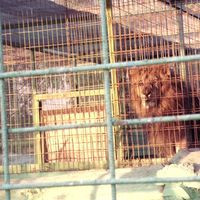 Zoologico Los Olivos Los Verdes Iquique