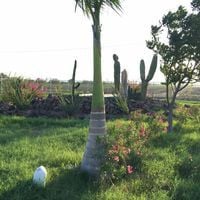 Rancho Bravo El Indio