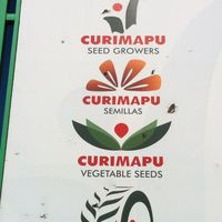 Curimapu