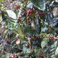 Asociacion De Productores De Cafe