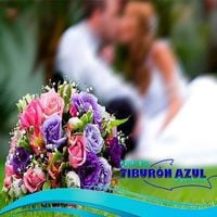 TiburÓn Azul Recepciones