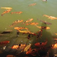 El Corral En La Laguna De Piedra Roja